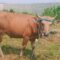 IMG 20260428 WA0168